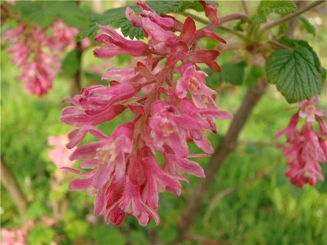 cvijet ribizla